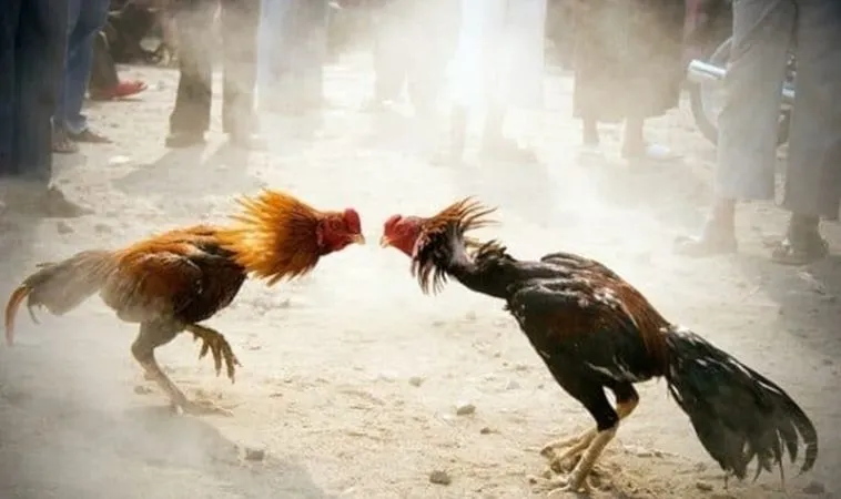 Tại Sao Đá Gà VT999 Là Sự Lựa Chọn Hàng Đầu Của Người Chơi? 1 Cá cược Đá Gà VT999 trực tuyến hấp dẫn