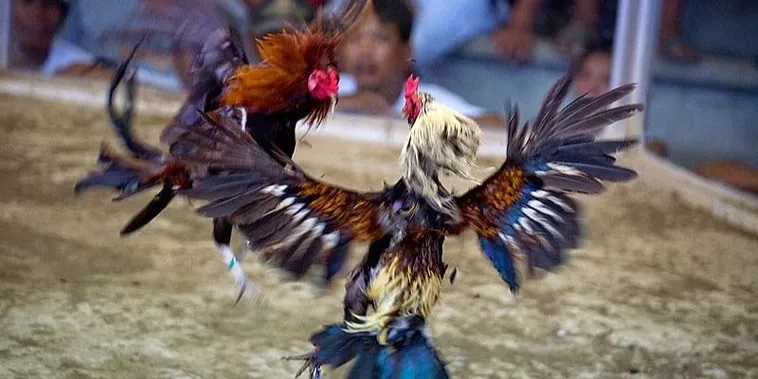 Đá Gà NOVA88: Bí Quyết Thắng Lớn Cho Người Chơi Online 9 Đá Gà NOVA88: Bí Quyết Thắng Lớn Cho Người Chơi Online