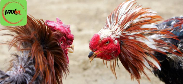 Tìm Hiểu Cách Chơi Game Hilo Max88 Hiệu Quả 9 15